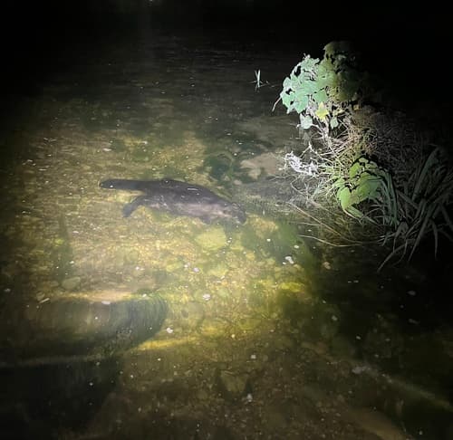 American Beaver