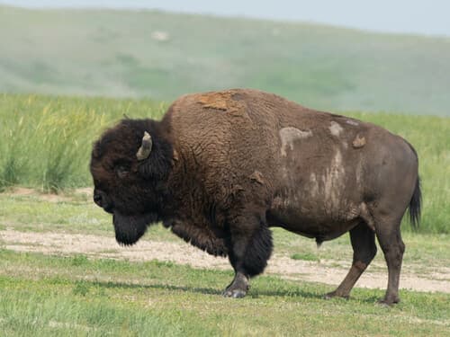 American Bison (Bison bison)