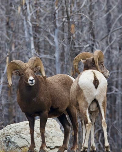 Bighorn Sheep