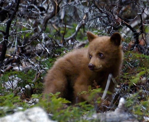 Black Bear (Ursus americanus)