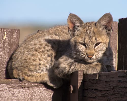 Bobcat (Lynx rufus)