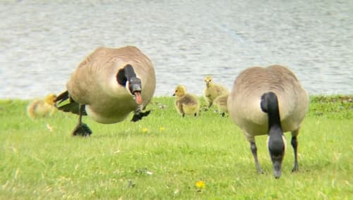 Canada Goose (Branta canadensis)