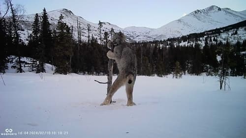 Canada Lynx