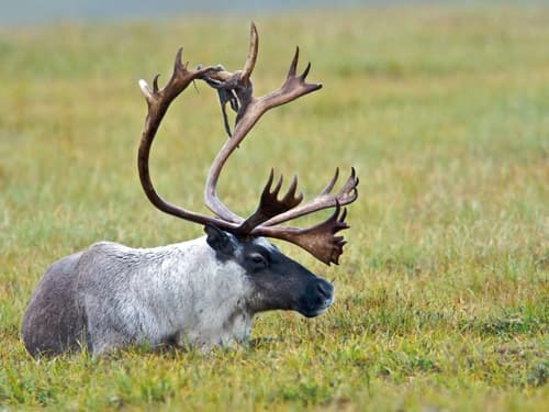 Caribou (Rangifer tarandus)