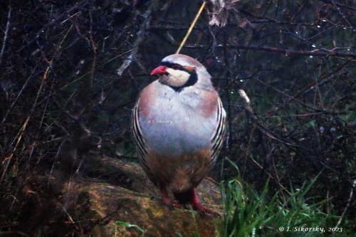 Chukar