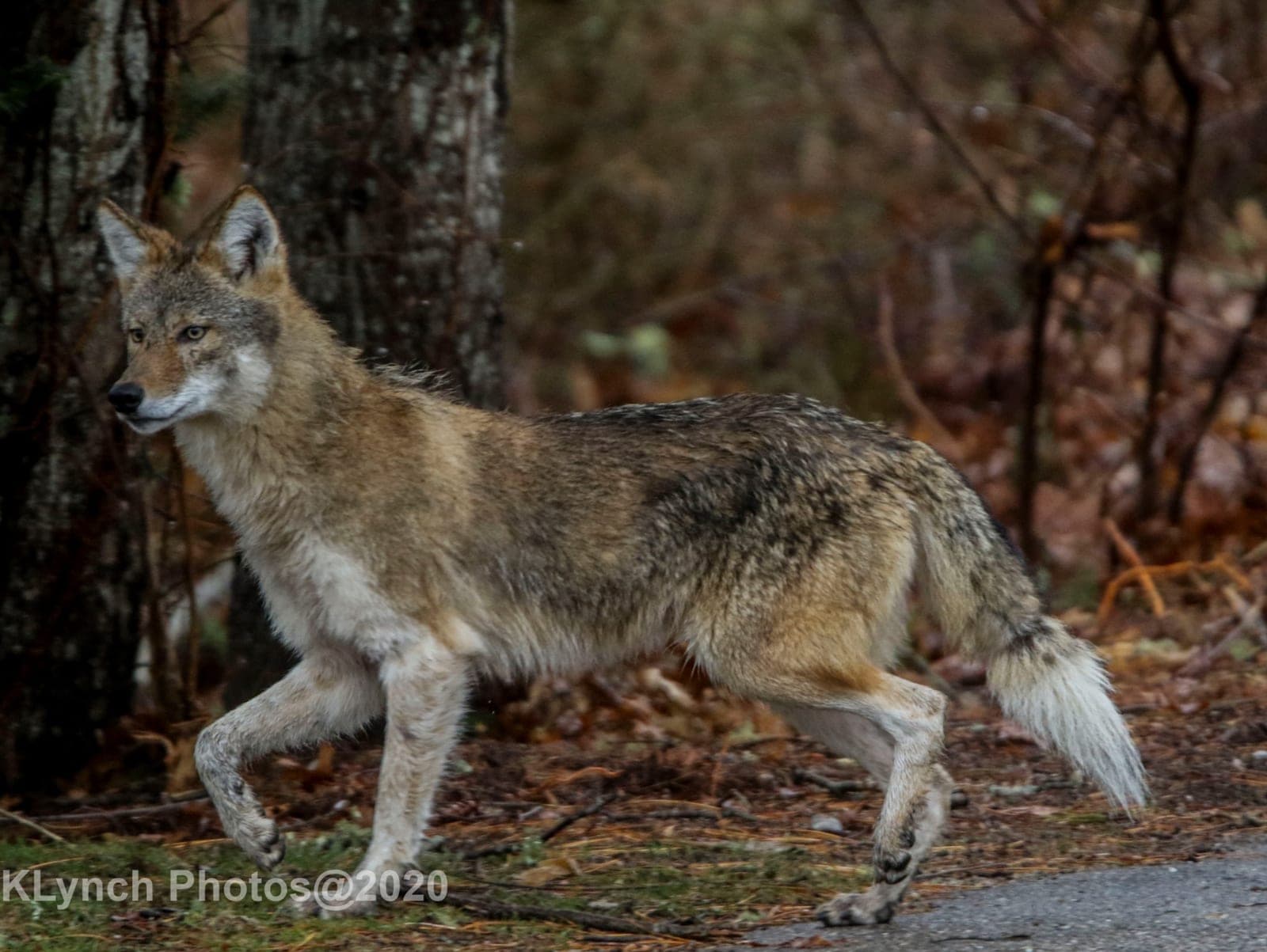 Coyote (Canis latrans)