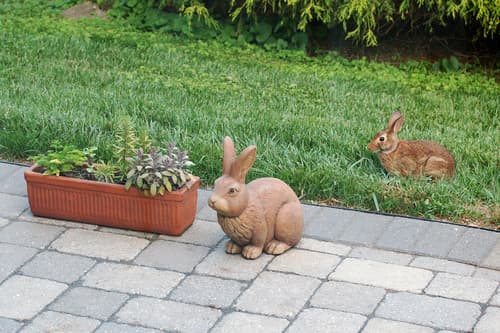 Eastern Cottontail (Sylvilagus floridanus)