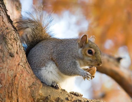 Eastern Gray Squirrel (Sciurus carolinensis)
