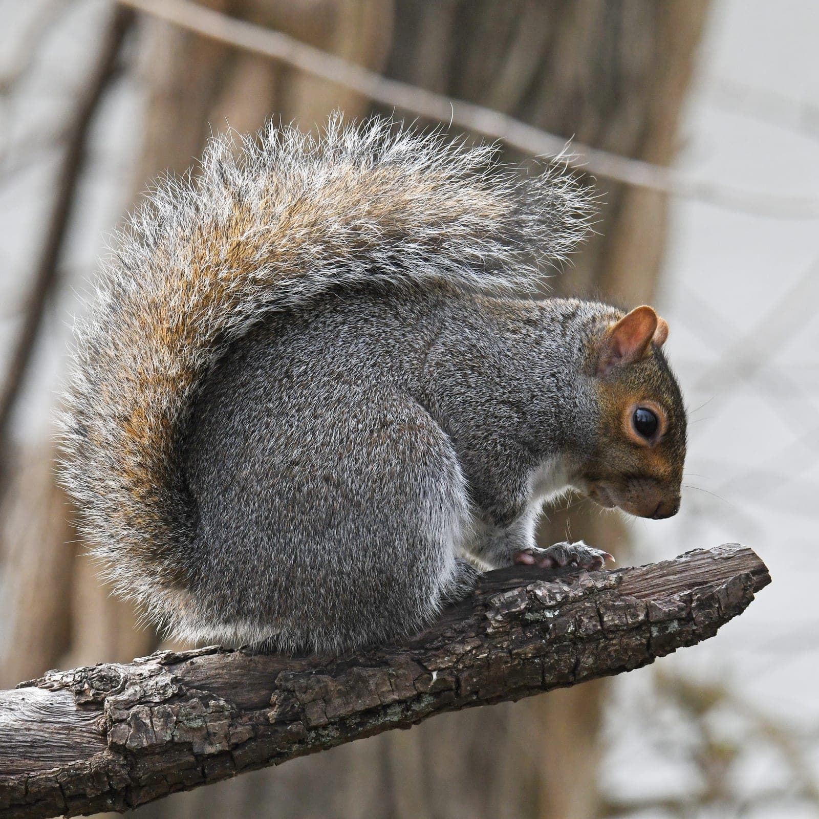 Eastern Gray Squirrel (Sciurus carolinensis)