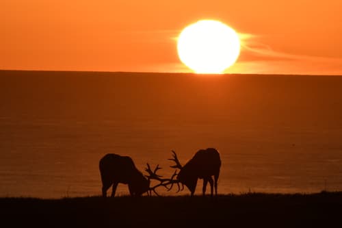 Elk (Cervus canadensis)
