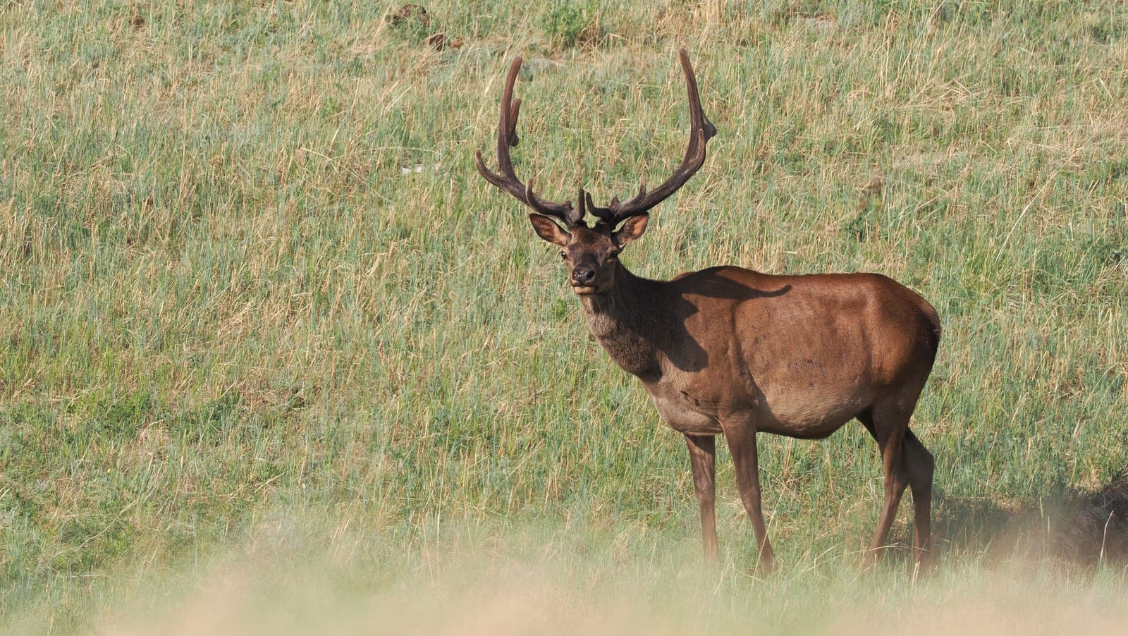 Elk (Cervus canadensis)
