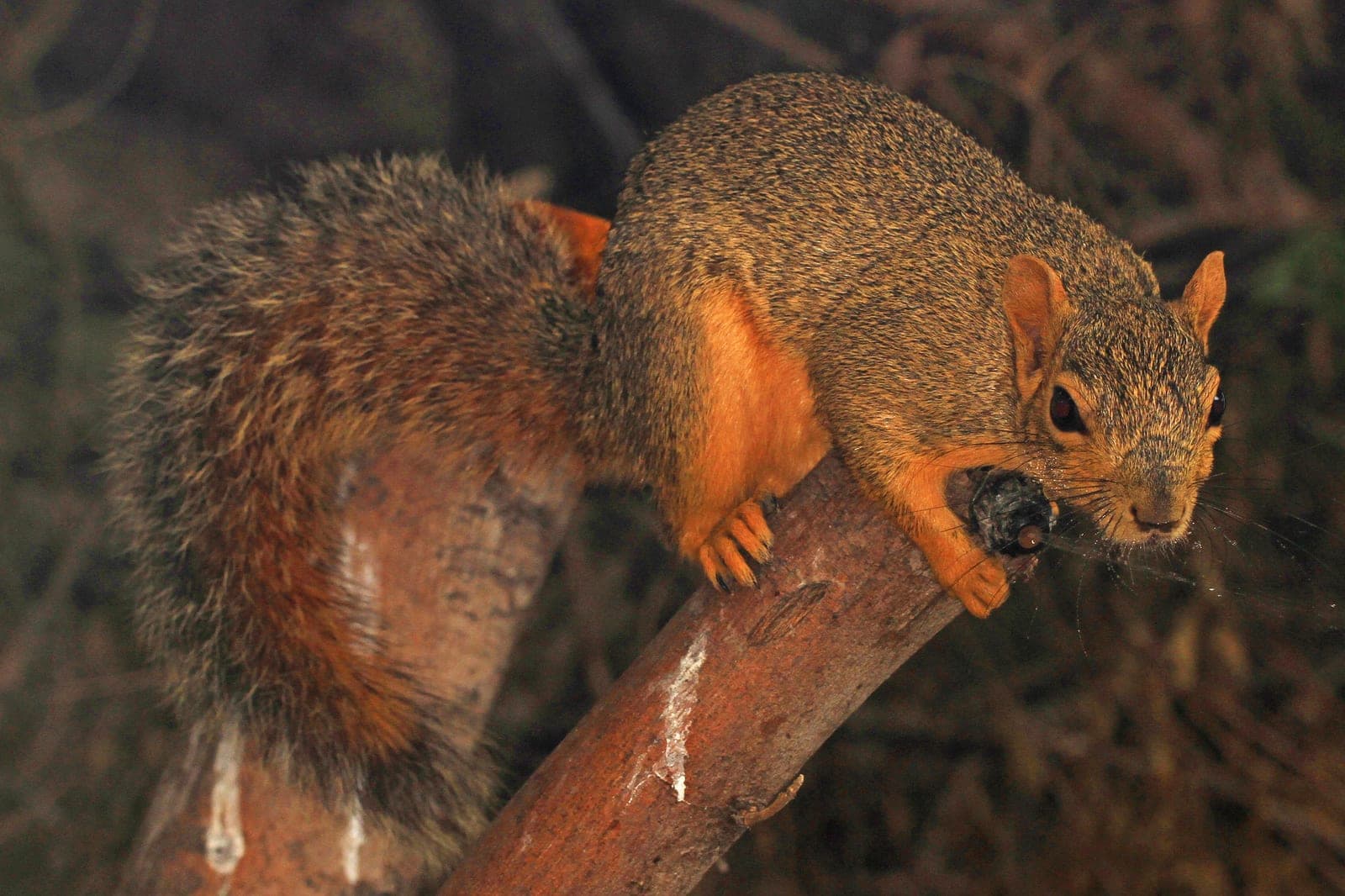 Fox Squirrel (Sciurus niger)