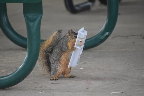 Fox Squirrel