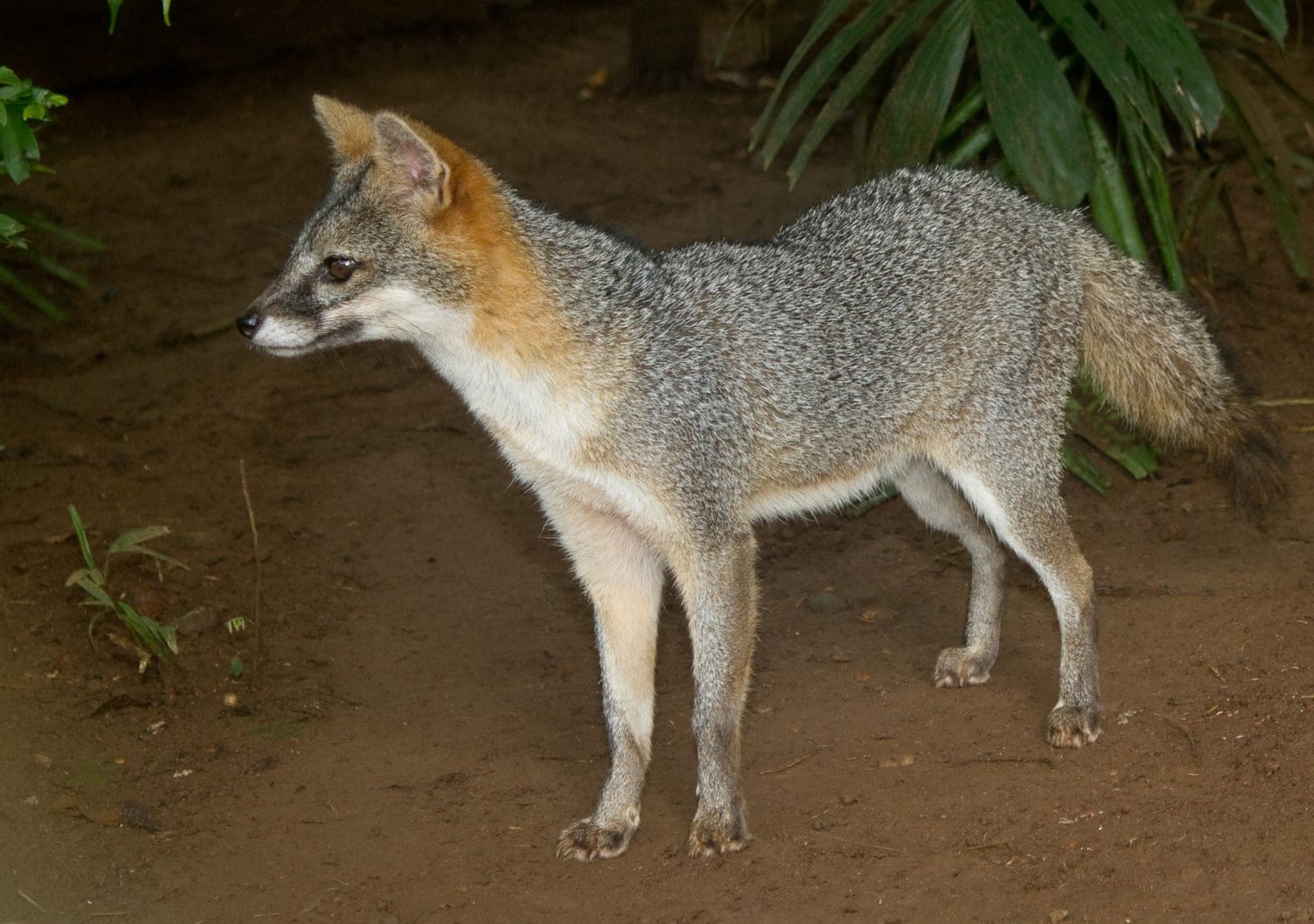Gray Fox (Urocyon cinereoargenteus)