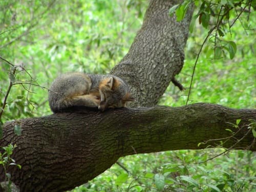 Gray Fox
