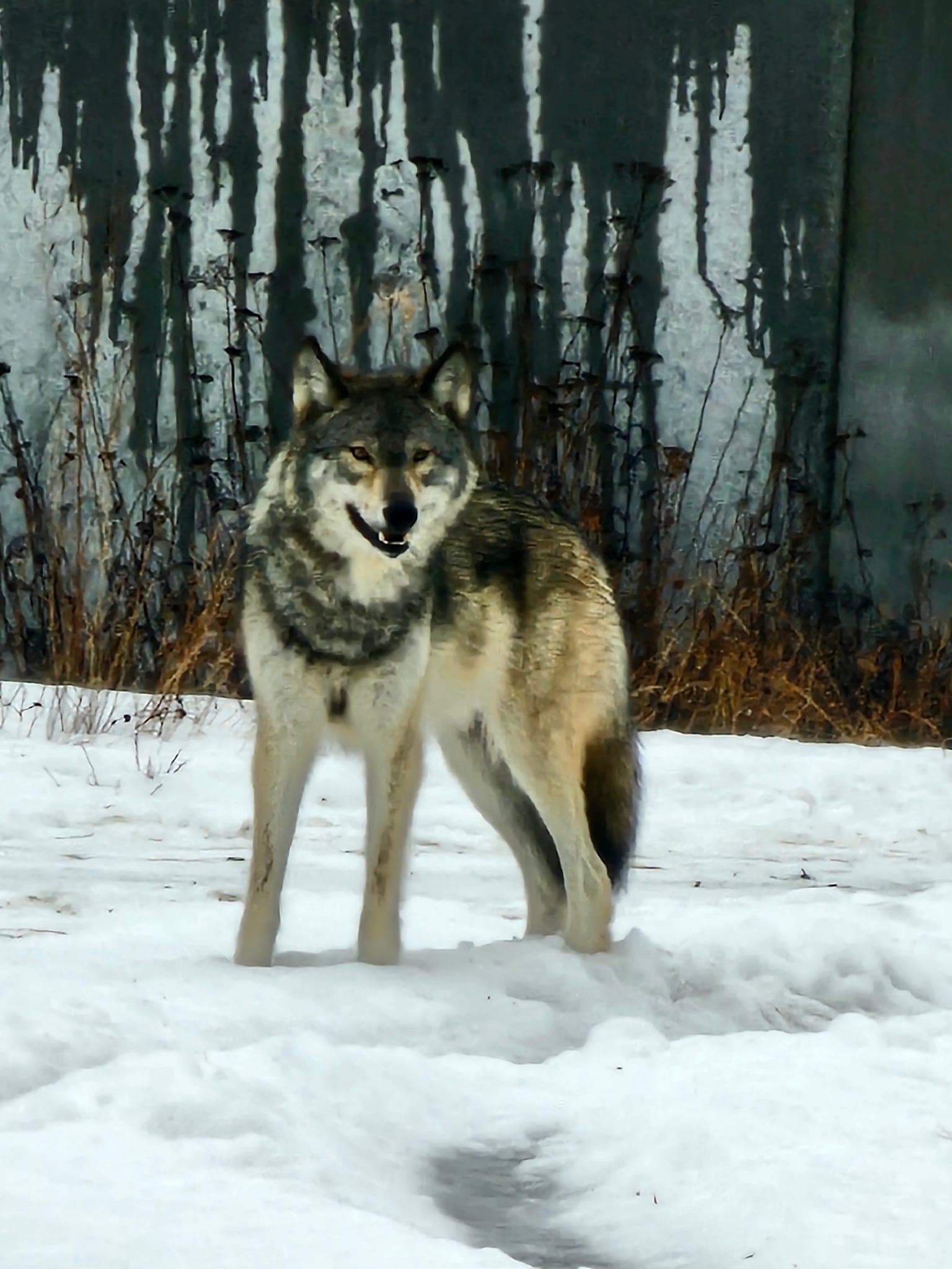 Gray Wolf (Canis lupus)