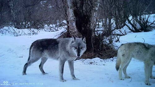 Gray Wolf