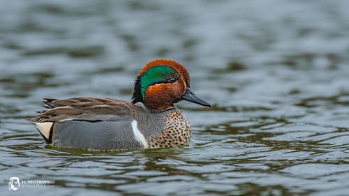 Green-winged Teal