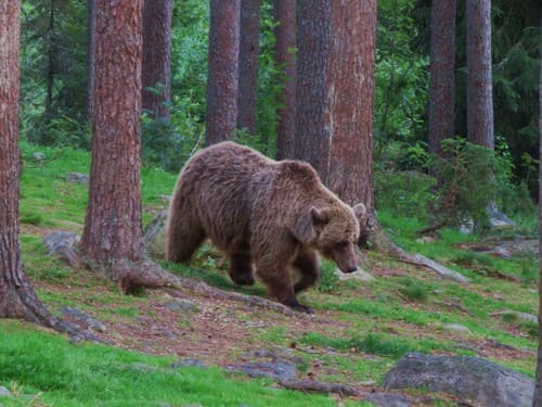 Grizzly Bear