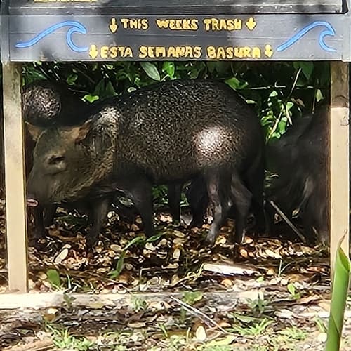 Javelina