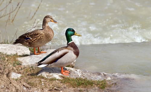 Mallard (Anas platyrhynchos)