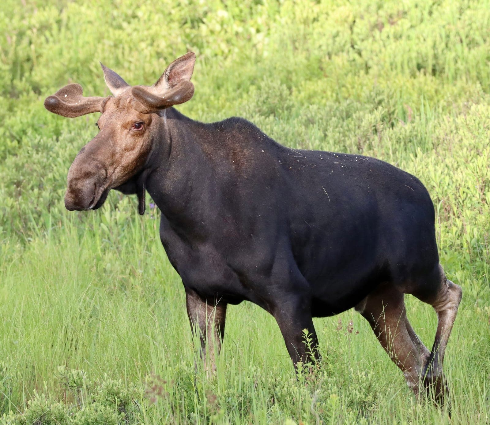 Moose (Alces alces)
