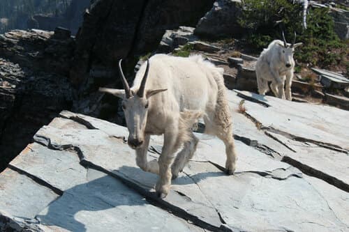 Mountain Goat (Oreamnos americanus)
