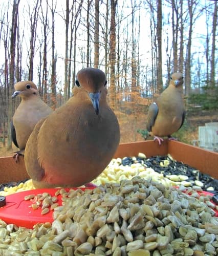 Mourning Dove