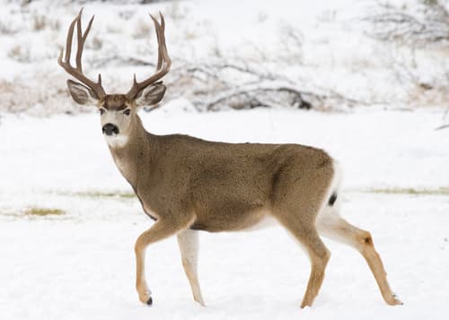 Mule Deer (Odocoileus hemionus)