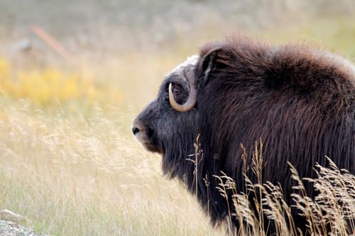 Muskox
