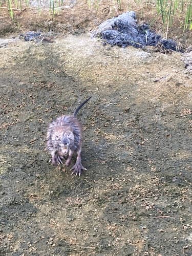 Muskrat