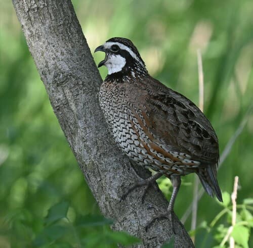 Northern Bobwhite (Colinus virginianus)