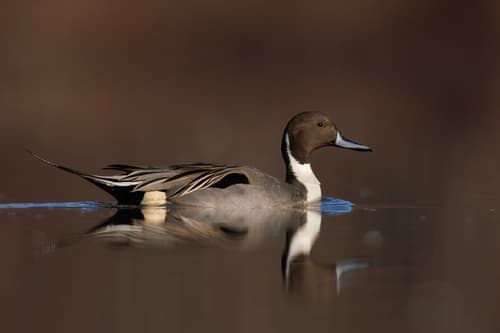 Northern Pintail (Anas acuta)