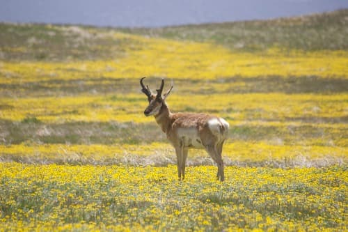 Pronghorn