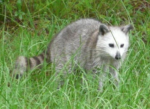 Raccoon (Procyon lotor)