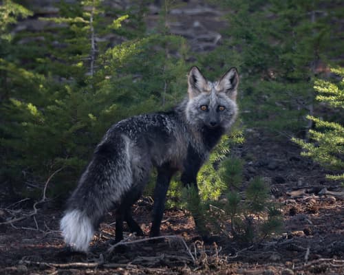 Red Fox (Vulpes vulpes)