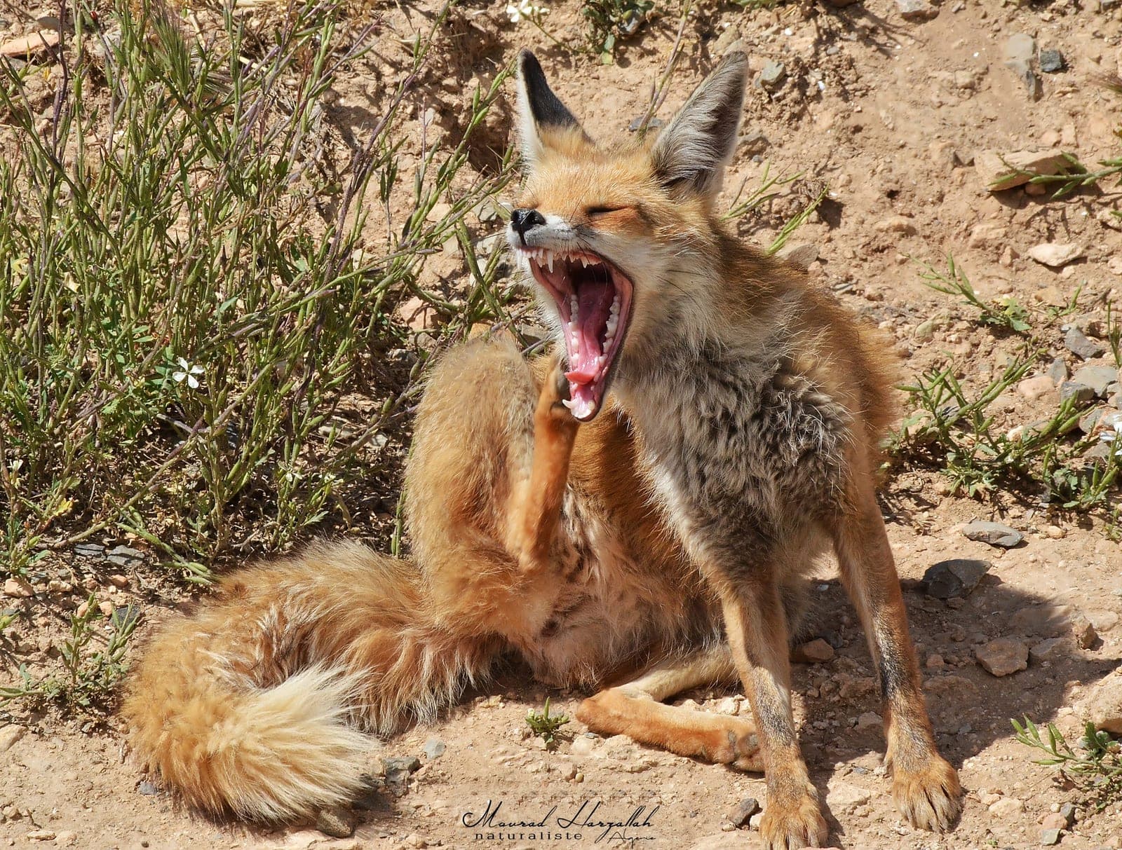 Red Fox (Vulpes vulpes)