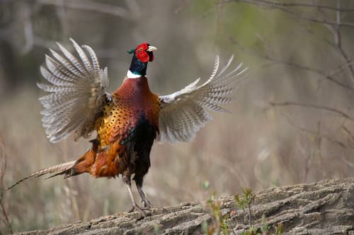 Ring-necked Pheasant (Phasianus colchicus)