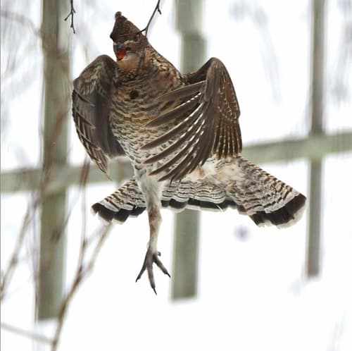 Ruffed Grouse