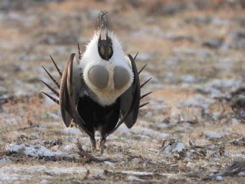 Greater Sage-Grouse (Centrocercus urophasianus)
