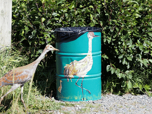 Sandhill Crane (Antigone canadensis)
