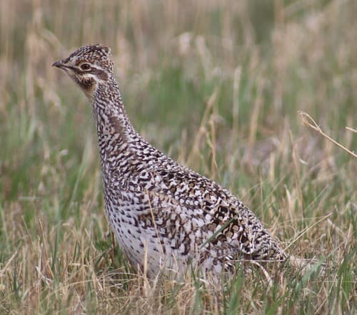 Sharp-tailed Grouse