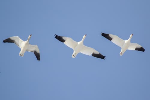 Snow Goose (Anser caerulescens)