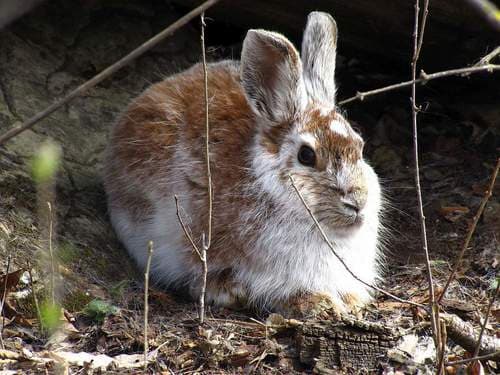 Snowshoe Hare