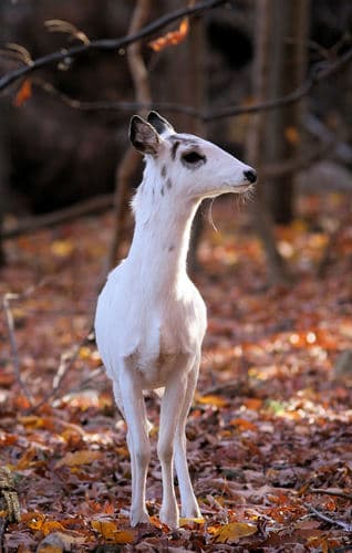 White-tailed Deer