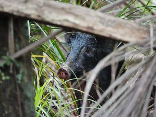 Wild Boar