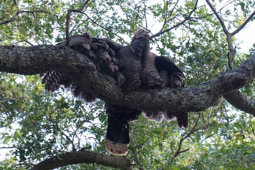 Wild Turkey (Meleagris gallopavo)
