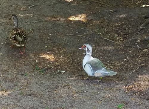 Wood Duck