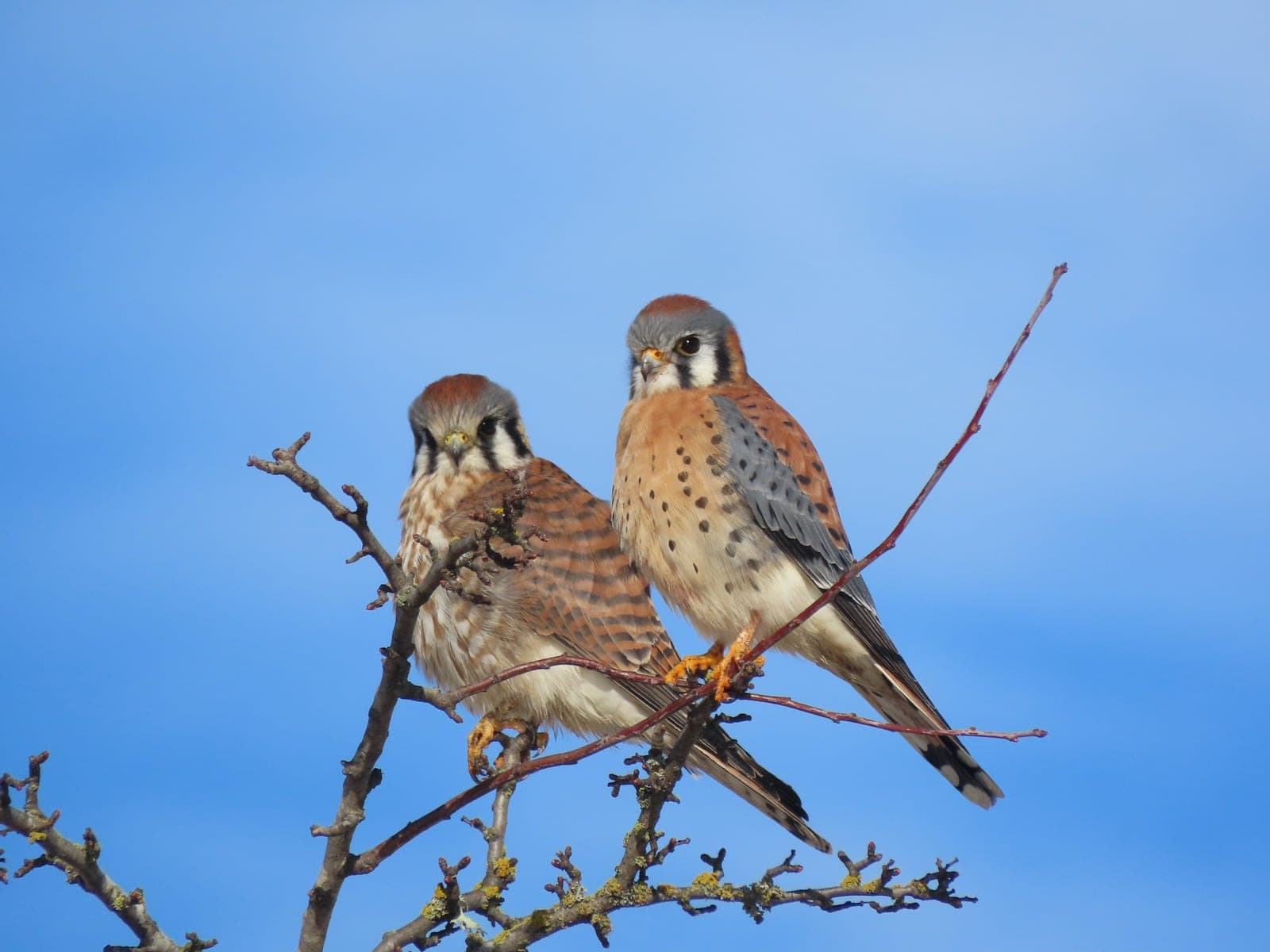 American Kestrel