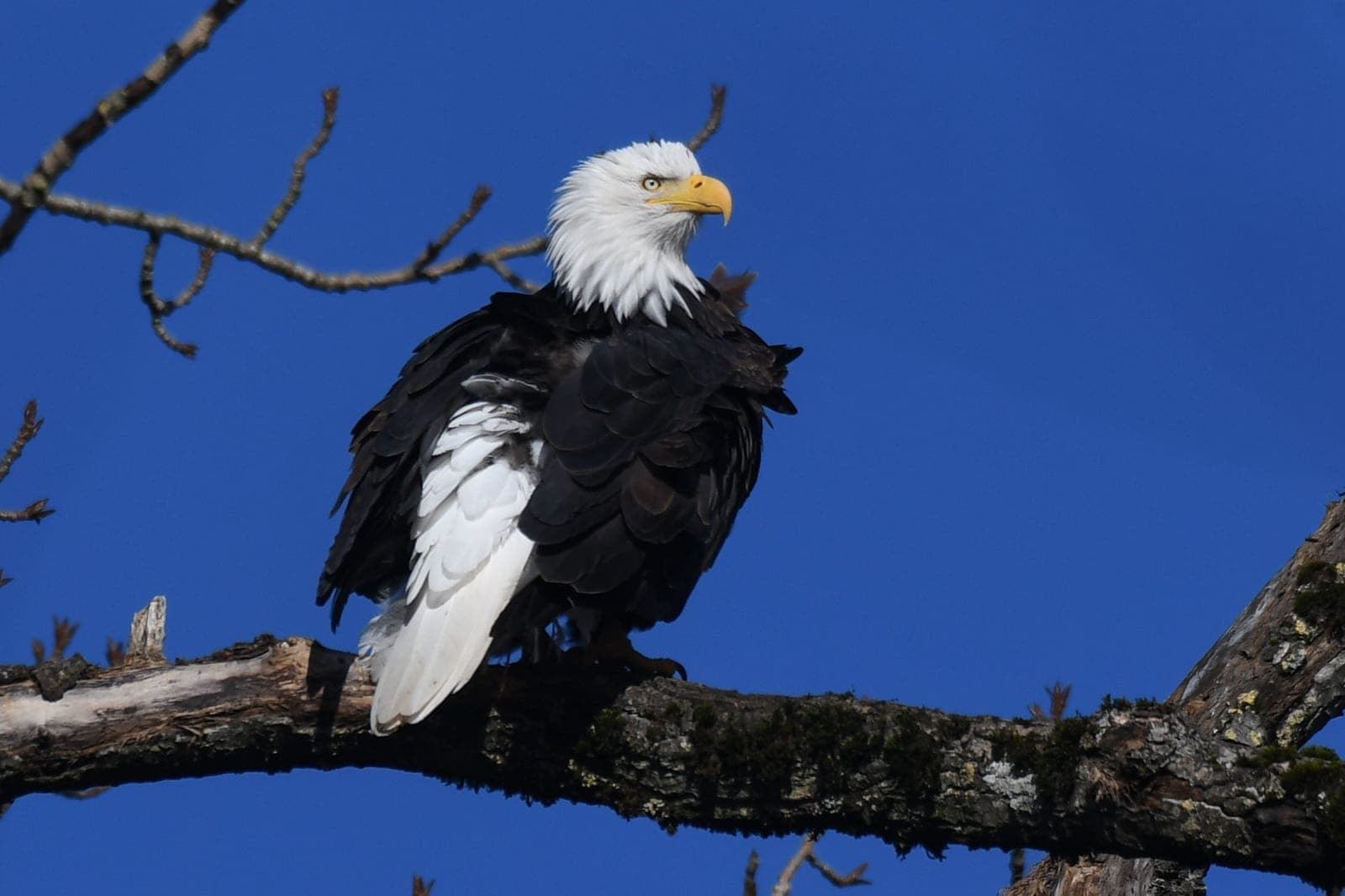 Bald Eagle (Haliaeetus leucocephalus)